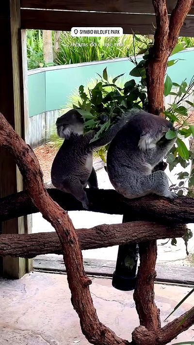 taylor.creeden taylor.creeden archive video