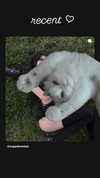 svgarbvnnies Altpins Profile Picture