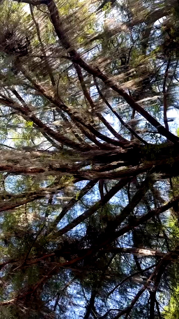 gissell_eli archive video preview