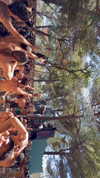 sh1rawein Altpins Profile Picture