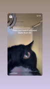 dante_yangpa Altpins Profile Picture