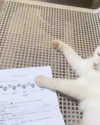 dante_yangpa Altpins Profile Picture