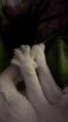 rott3nbambi Altpins Profile Picture