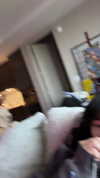 kaniiberry Altpins Profile Picture