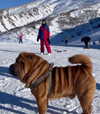 lishai_halevi Altpins Profile Picture