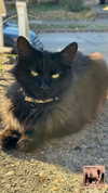 lyra.car Altpins Profile Picture