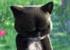 niram1y Altpins Profile Picture