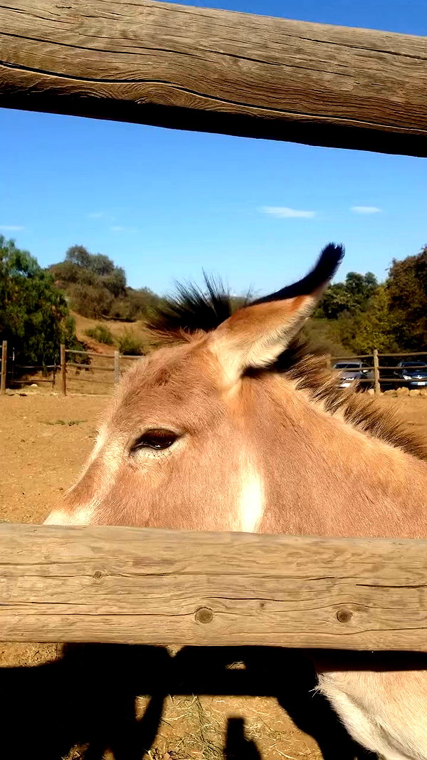 elizabethcampbelljones archive video preview