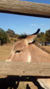 elizabethcampbelljones Altpins Profile Picture