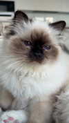 kasumi_sen Altpins Profile Picture