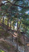 caandyfliip Altpins Profile Picture