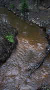 mollygirl1317 Altpins Profile Picture