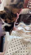 olivia.bolgerr Altpins Profile Picture
