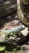 itsilanosh Altpins Profile Picture