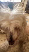 feelbetterinmysweater Altpins Profile Picture