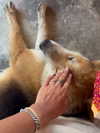 liori_hen Altpins Profile Picture