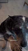 taylorcattanach Altpins Profile Picture