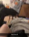 jahia_brown Altpins Profile Picture