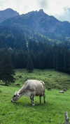 lotembar Altpins Profile Picture