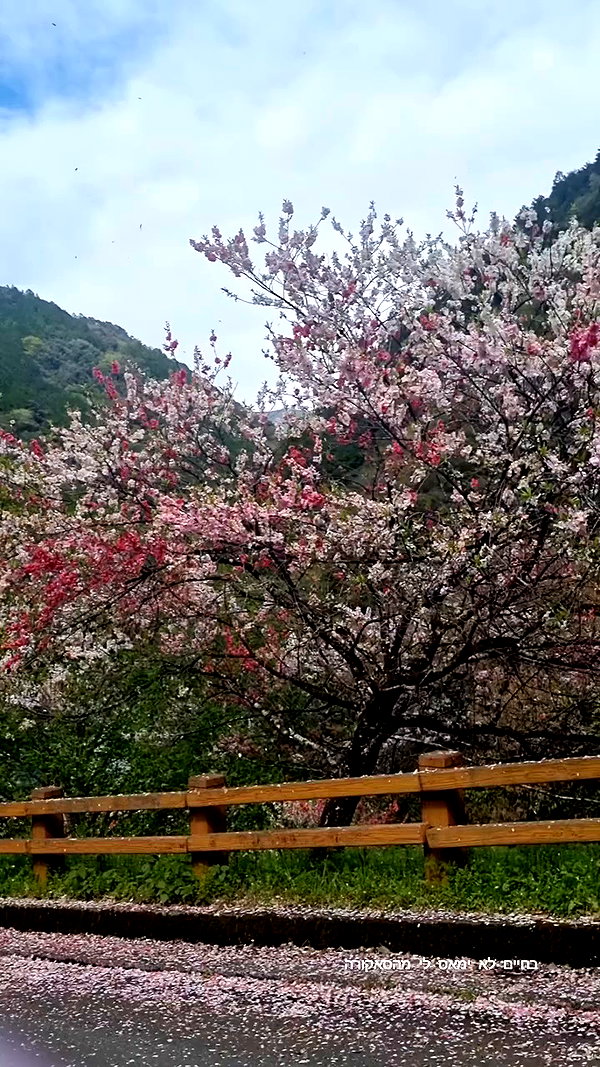 tamarli._ archive video preview