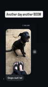 swholeanimal Altpins Profile Picture