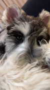 miisu000 Altpins Profile Picture