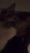 meiiisame Altpins Profile Picture