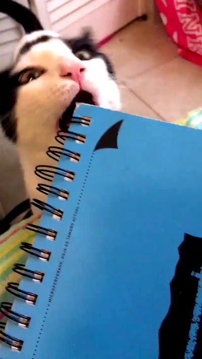 iluvmeww iluvmeww archive video