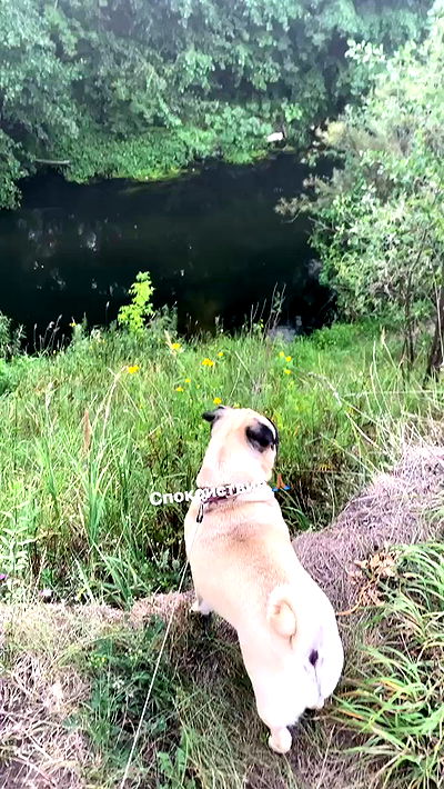 nyityam nyityam archive video