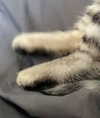 milena_milachich Altpins Profile Picture