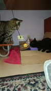 eritek._ Altpins Profile Picture