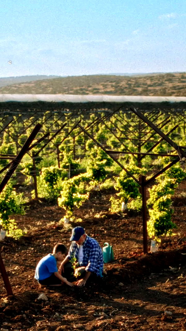 tali_grapes archive video preview
