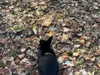 urplpur Altpins Profile Picture