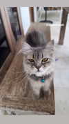 darkstar_mia Altpins Profile Picture