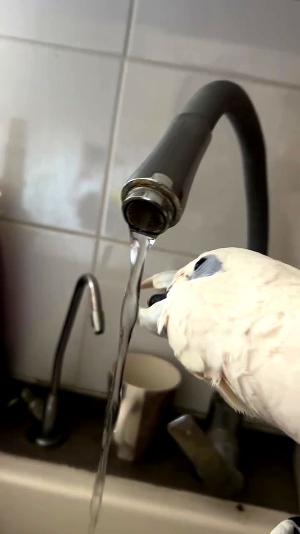 _wizardmidget_ archive video preview