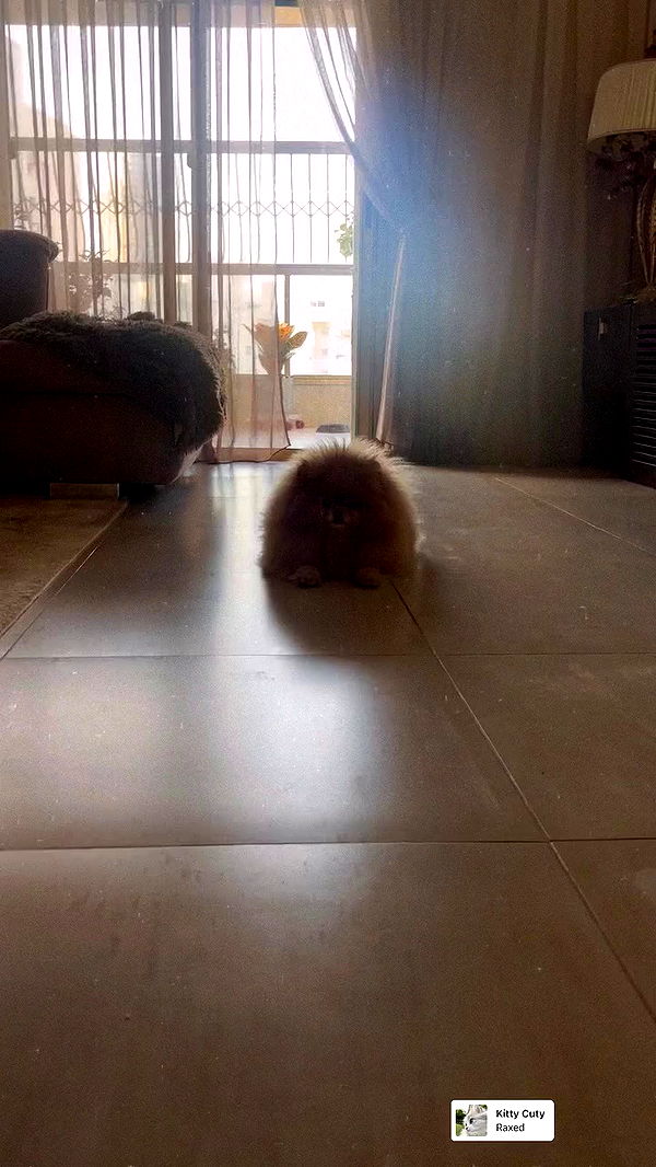 nicole.shpo archive video preview