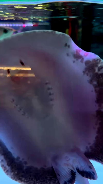 taylor.creeden taylor.creeden archive video