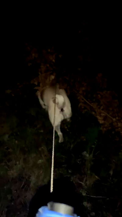 nyityam nyityam archive video