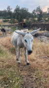 _broock_ Altpins Profile Picture