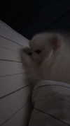 imshigh_ Altpins Profile Picture