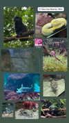 shi__rrrr Altpins Profile Picture