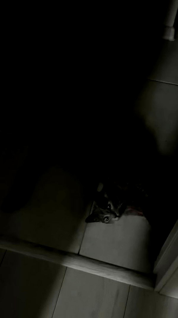 meiiisame archive video preview
