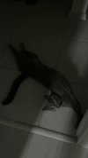 meiiisame Altpins Profile Picture