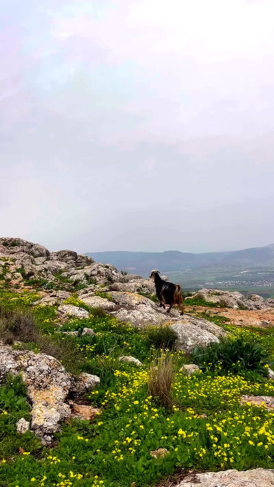 sofialevin__ sofialevin__ archive video