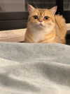 israel_adele_ Altpins Profile Picture