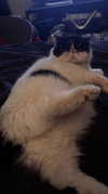 klywrxzzp Altpins Profile Picture