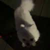 dear.zia Altpins Profile Picture