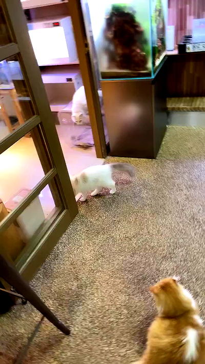 silkton silkton archive video