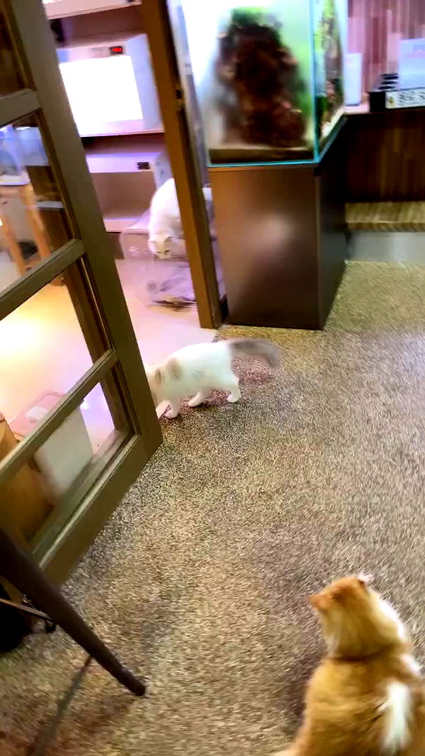 silkton archive video preview