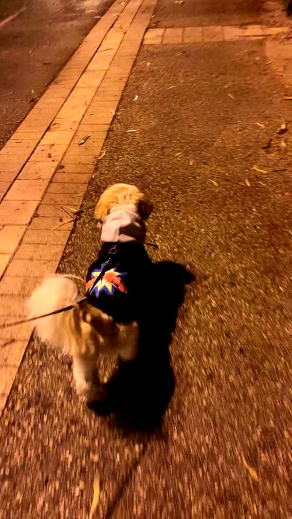 _._dianush._ archive video preview